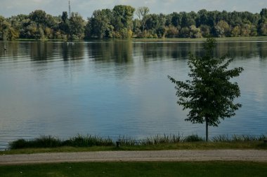 Arka planda açık gökyüzü olan, göl kıyısında sarı yapraklı bir ağaç.