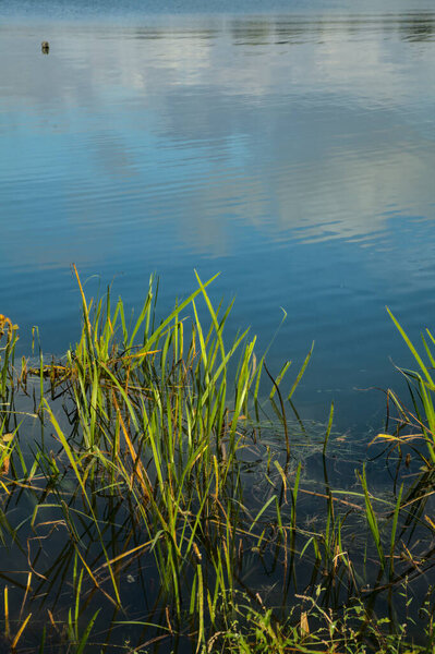 Reeds in the water by the shore of a lake