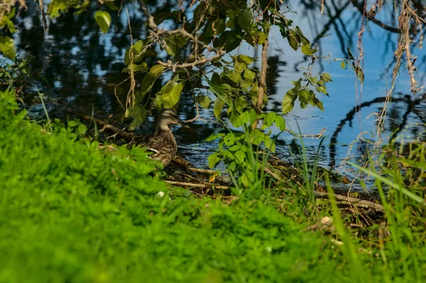 Ağacın Yapraklarıyla Gizlenmiş Bir Yaban Ördeği — Stok fotoğraf
