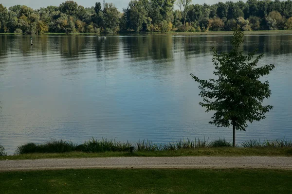 Ein Baum Mit Gelben Blättern Ufer Eines Sees Mit Klarem — Stockfoto