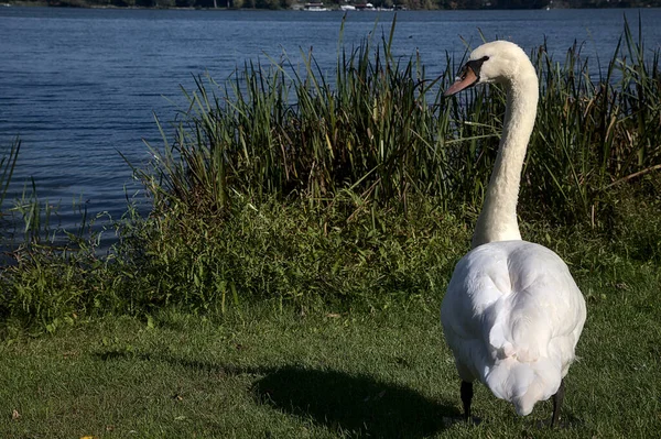 Svanar Vid Sjö Vid Middagstid — Stockfoto