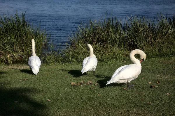 正午に湖の岸に白鳥 — ストック写真