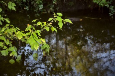 Sonbaharda bir su akıntısında bitki yetiştirmek