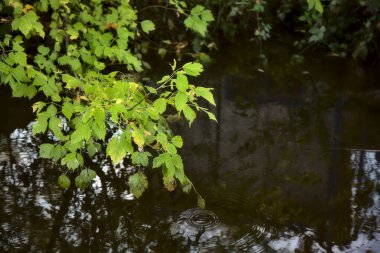 Sonbaharda bir su akıntısında bitki yetiştirmek
