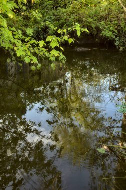 Sonbaharda bir su akıntısında bitki yetiştirmek