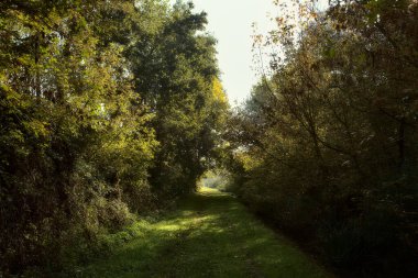 Yol çimlerle kaplı ve sonbaharda sabahları turba bataklığında ağaçlarla çevrili.