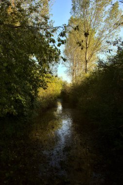 Sonbaharda sabah bir bataklıkta sel basmış yol.
