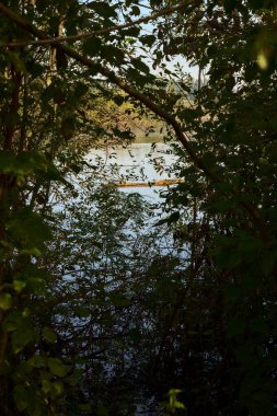 Yaprakların arasından görünen yüzen bir kütükle bataklık.