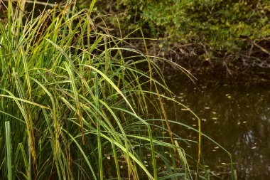 Sonbaharda bir su deresinde sazlıklar