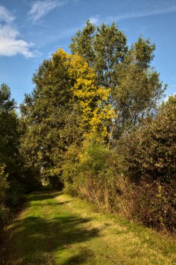 Yol çimlerle kaplı ve sonbaharda sabahları turba bataklığında ağaçlarla çevrili.