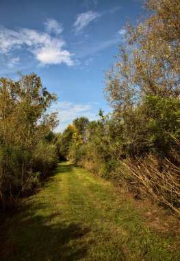 Yol çimlerle kaplı ve sonbaharda sabahları turba bataklığında ağaçlarla çevrili.