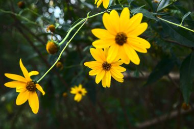 Sarı sarmaşıklar çalılıklarda çiçek açıyor.