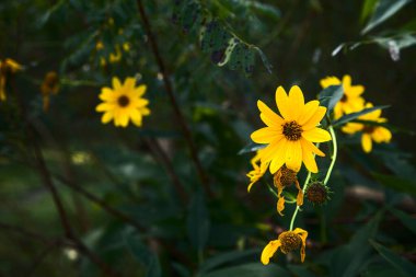 Sarı sarmaşıklar çalılıklarda çiçek açıyor.