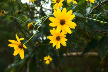 Sarı sarmaşıklar çalılıklarda çiçek açıyor.