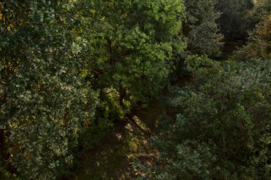 Yol çimlerle kaplı ve sonbaharda sabahları turba bataklığında ağaçlarla çevrili.