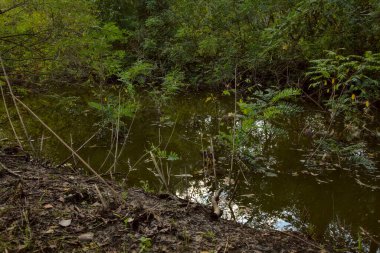 Sonbaharda bir parkta su akıntısı