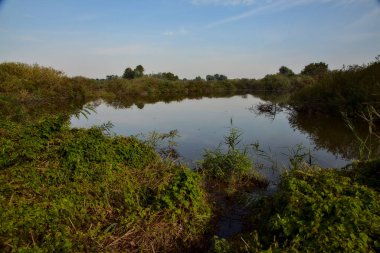 Sonbaharda turba bataklığında gölet
