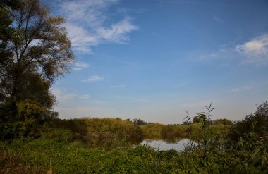 Sonbaharda bir ağaç tarafından çerçevelenmiş turba bataklığında gölet.
