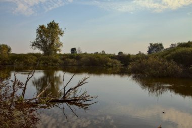 Turba bataklığında bir gölet, suda bir kütük ve suya dökülen sabah gökyüzünün yansıması.