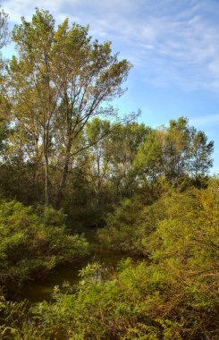 Sonbaharda bir parkta su akıntısı