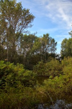 Sonbaharda bir parkta su akıntısı