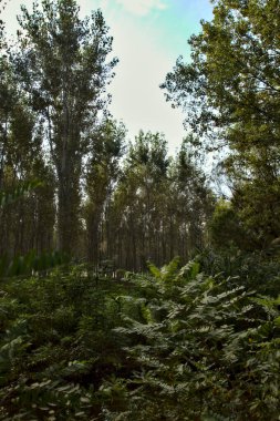 Sonbaharda sonbaharda bir su deresinin yanındaki huş ağacı fidanlığı.