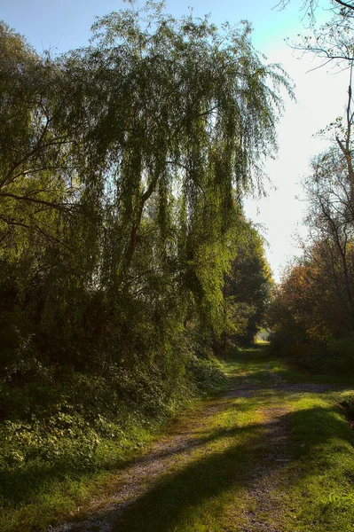 Path Covered Grass Bordered Trees Peat Bog Morning Autumn — Stock Photo, Image