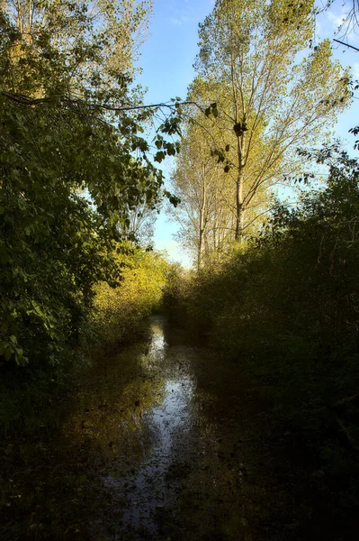Flooded Path Swamp Morning Autumn — Stock Photo, Image