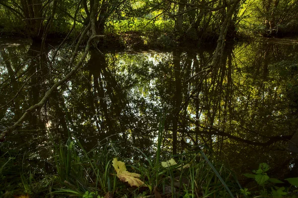 Stream Water Shade Park Autumn — Stock Photo, Image