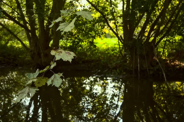 Wasserströmung Schatten Eines Parks Herbst — Stockfoto