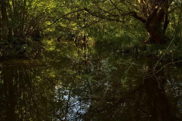 Corriente Agua Sombra Parque Otoño —  Fotos de Stock