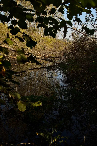 Fallen Tree Stream Water Peat Bog Autumn — Stock Photo, Image