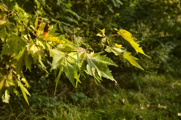 Ветка Кленового Дерева Осенью — стоковое фото