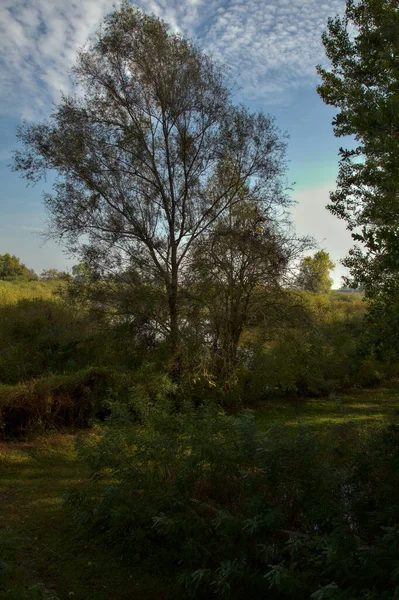 Tourbière Automne Matin Vue Haut — Photo