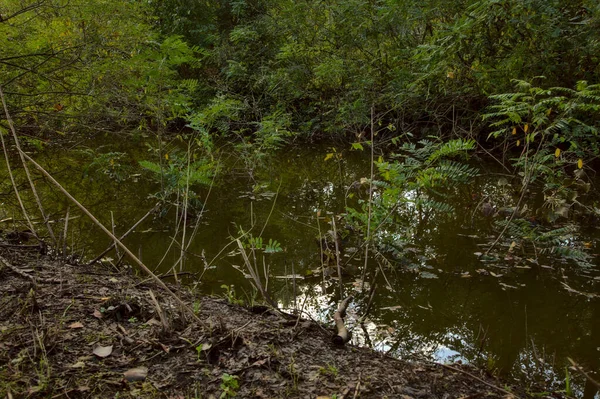 Wasserstrom Herbst Einem Park — Stockfoto