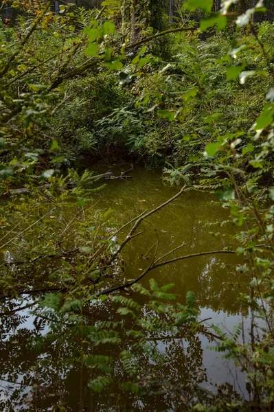 Поток Воды Парке Осенью — стоковое фото