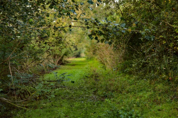 Sentiero Coperto Erba Delimitato Alberi Una Torbiera Mattino Autunno — Foto Stock