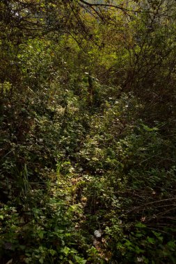 Yol çimlerle kaplı ve sonbaharda sabahları turba bataklığında ağaçlarla çevrili.