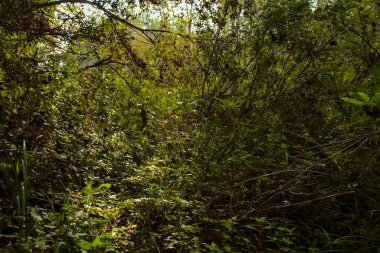 Yol çimlerle kaplı ve sonbaharda sabahları turba bataklığında ağaçlarla çevrili.