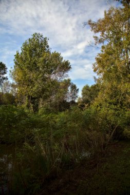 Yol çimlerle kaplı ve sonbaharda sabahları turba bataklığında ağaçlarla çevrili.