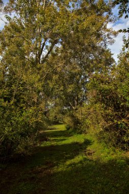 Yol çimlerle kaplı ve sonbaharda sabahları turba bataklığında ağaçlarla çevrili.