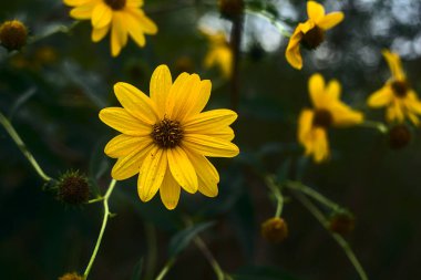 Sarı sarmaşıklar çalılıklarda çiçek açıyor.