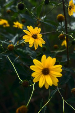 Sarı sarmaşıklar çalılıklarda çiçek açıyor.