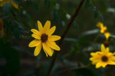 Sarı sarmaşıklar çalılıklarda çiçek açıyor.