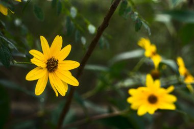 Sarı sarmaşıklar çalılıklarda çiçek açıyor.