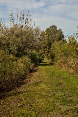 Yol çimlerle kaplı ve sonbaharda sabahları turba bataklığında ağaçlarla çevrili.