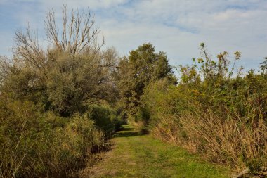 Yol çimlerle kaplı ve sonbaharda sabahları turba bataklığında ağaçlarla çevrili.