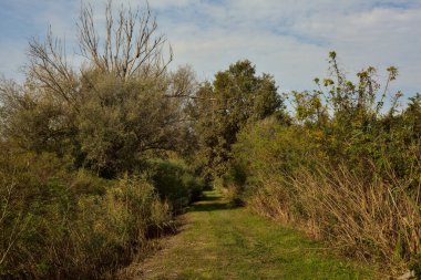Yol çimlerle kaplı ve sonbaharda sabahları turba bataklığında ağaçlarla çevrili.