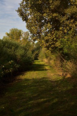 Yol çimlerle kaplı ve sonbaharda sabahları turba bataklığında ağaçlarla çevrili.