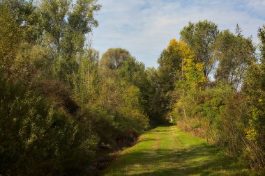 Yol çimlerle kaplı ve sonbaharda sabahları turba bataklığında ağaçlarla çevrili.